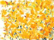 Les_champs_de_fleurs_jaunes P.jpg