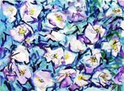 Mauves_et_myst�rieuses  P.jpg