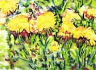 Les_pissenlits p.jpg